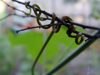 organic sculpture 2