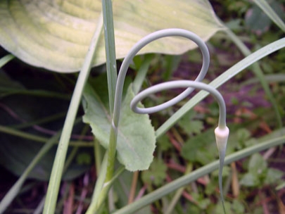 organic sculpture 3