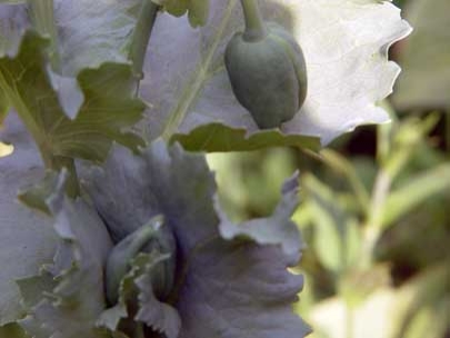organic sculpture 6
