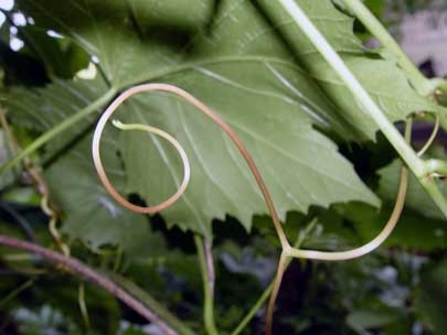 organic sculpture 8