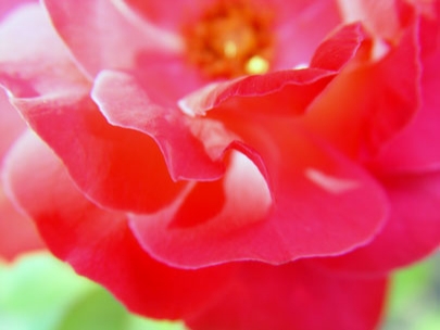 the skin of flowers 1