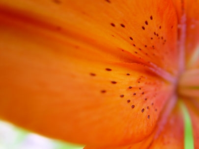 the skin of flowers 2