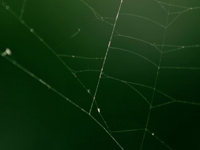 natures Graffiti