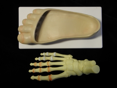 my right foot