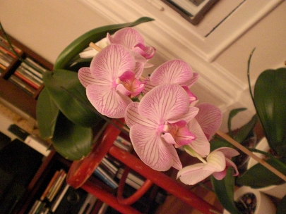 orchid always