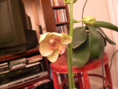 birth of an orchid