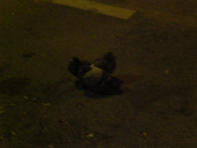 pigeon friends