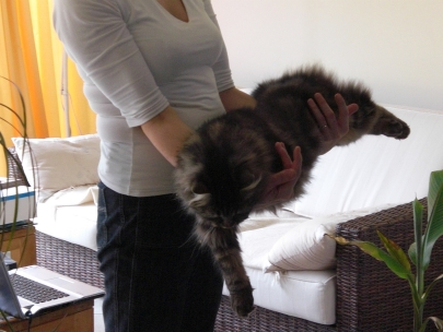 Is it really a cat?