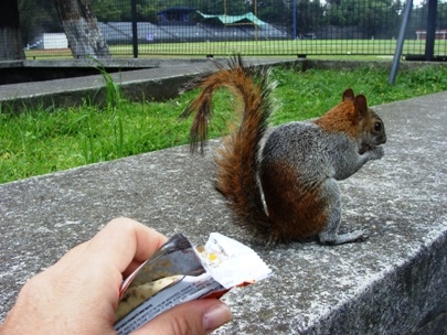 Sharing my cereal bar with my friend the squirrel