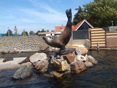 Sealion having fun