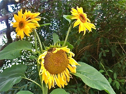 Sunshine, Sunflowers - True Summer