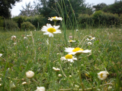 little flowers