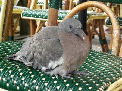 pigeon at caf�