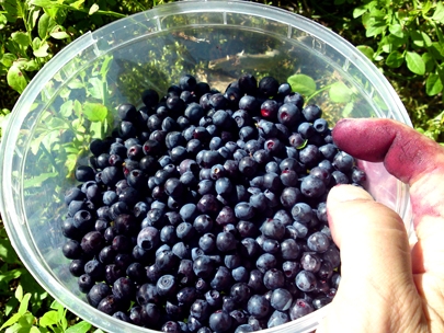 preparing for a blueberry cake