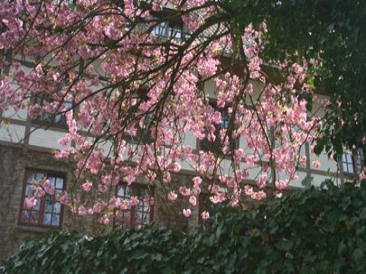 Spring pink