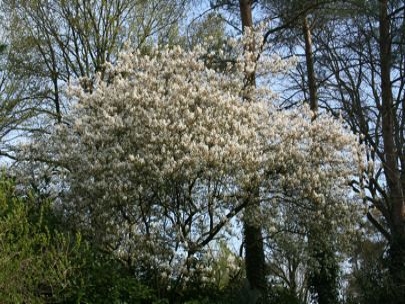 Spring white