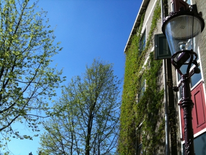 our hanging gardens