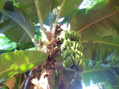 bananas everywhere!