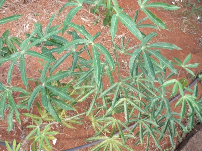 mandioca