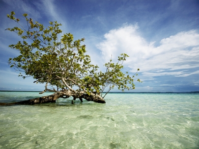 bacalar