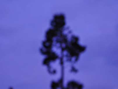 i have missed trees