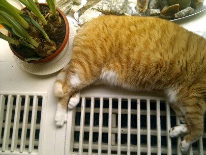 still life with cat