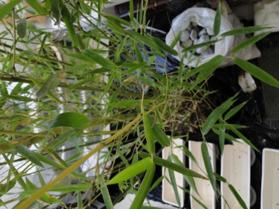 Indoor gardening