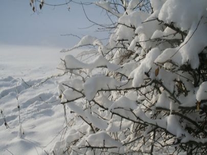 Beauty in the snow