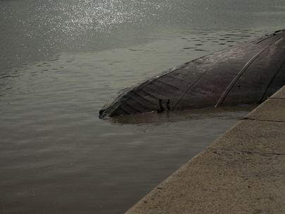 no whale