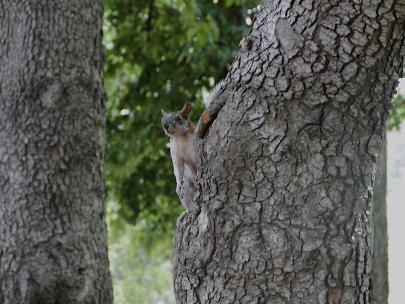 Camouflage