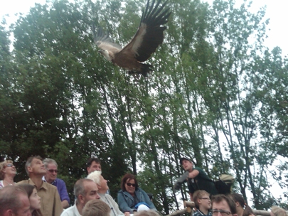 Free as a bird