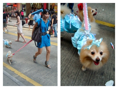 dolldog