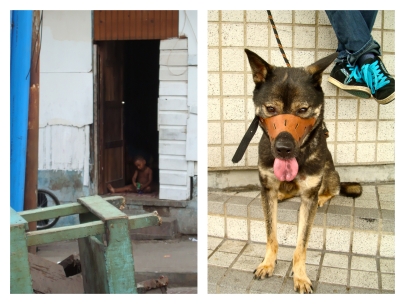 poordog