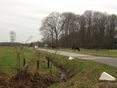 hengst