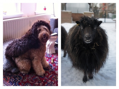 sheepdog