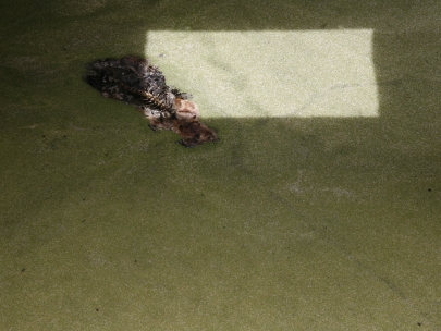 dead cat