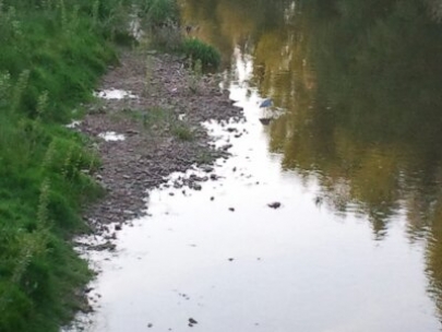 grulla pescando