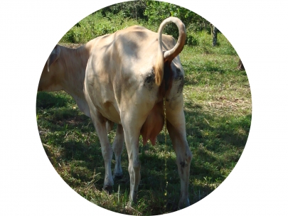 cowpee