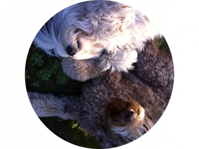 dogs