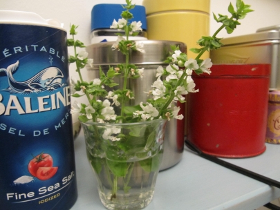 basil flowers