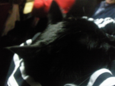 Black cat.