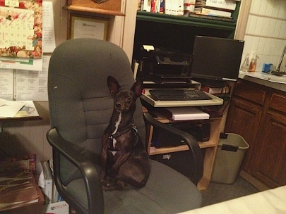I work like a dog