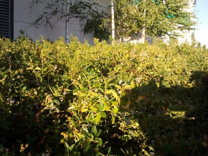 Verde1
