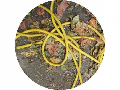 yellowgardensnake