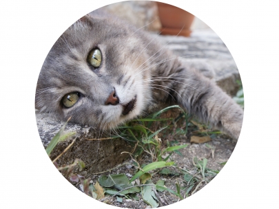 greeneyecat