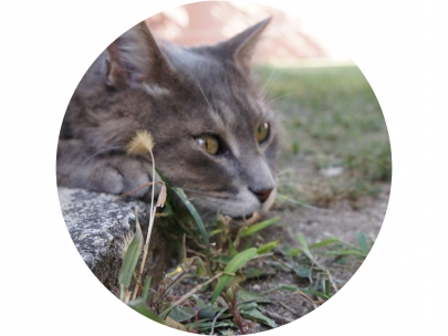 attackcat