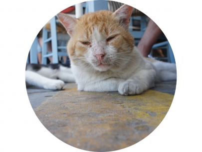 sadcat