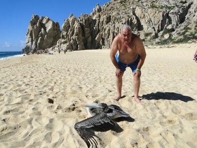 Dr. C�sar D. Valle, from horse vet to pelican vet