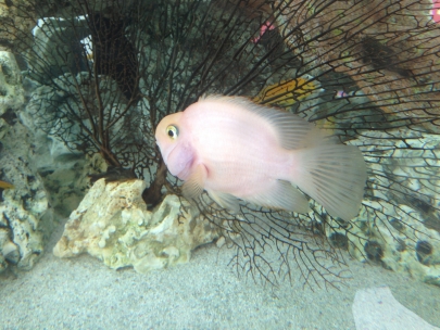 Aquarium