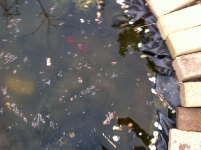 fishes 